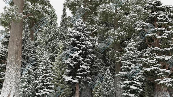 images/goods_img/20210312/40plus40 Conifer Trees 3D model/3.jpg